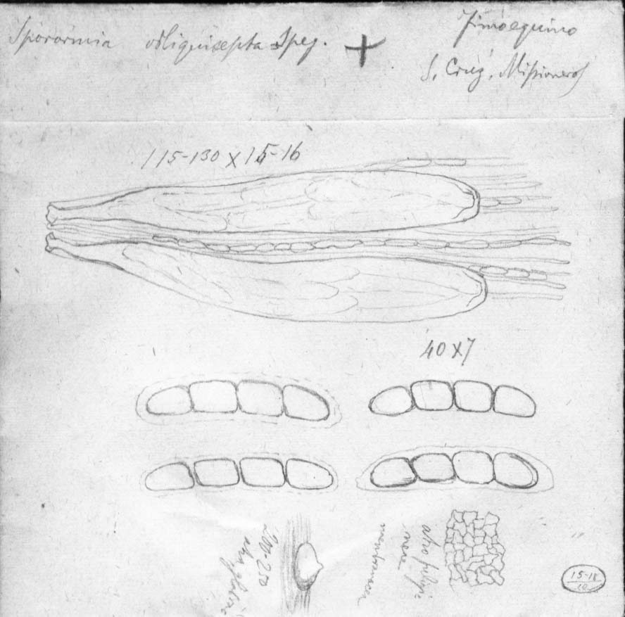 drawing of Sporormia obliquisepta Speg.