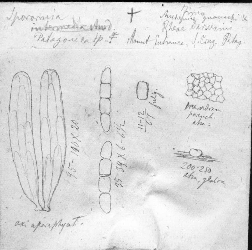 dibujo de Sporormia patagonica Speg.