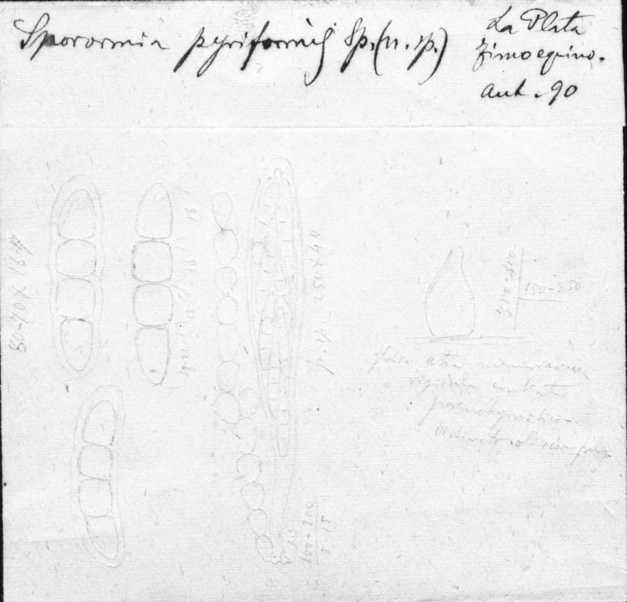 dibujo de Sporormia pyriformis Speg.