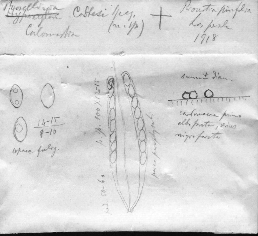 dibujo de Rosellinia costesi Speg.