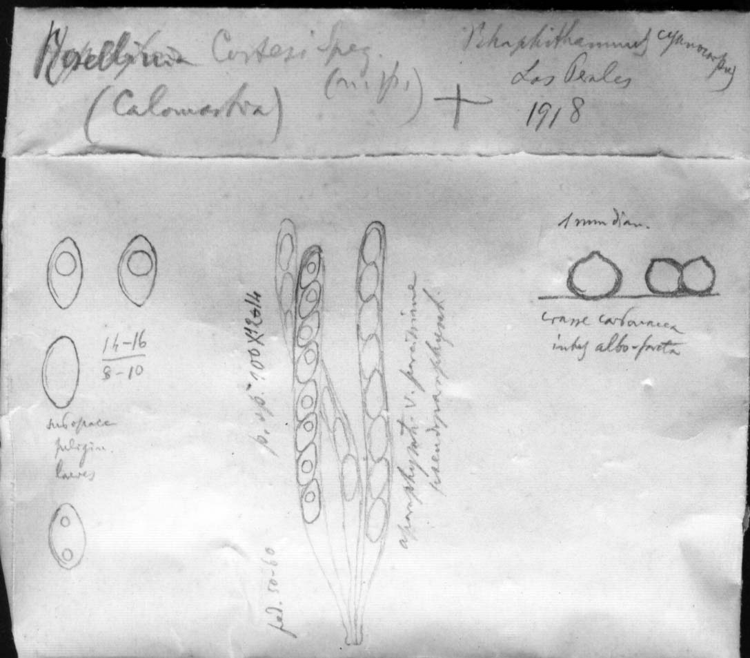 dibujo de Rosellinia costesi Speg.