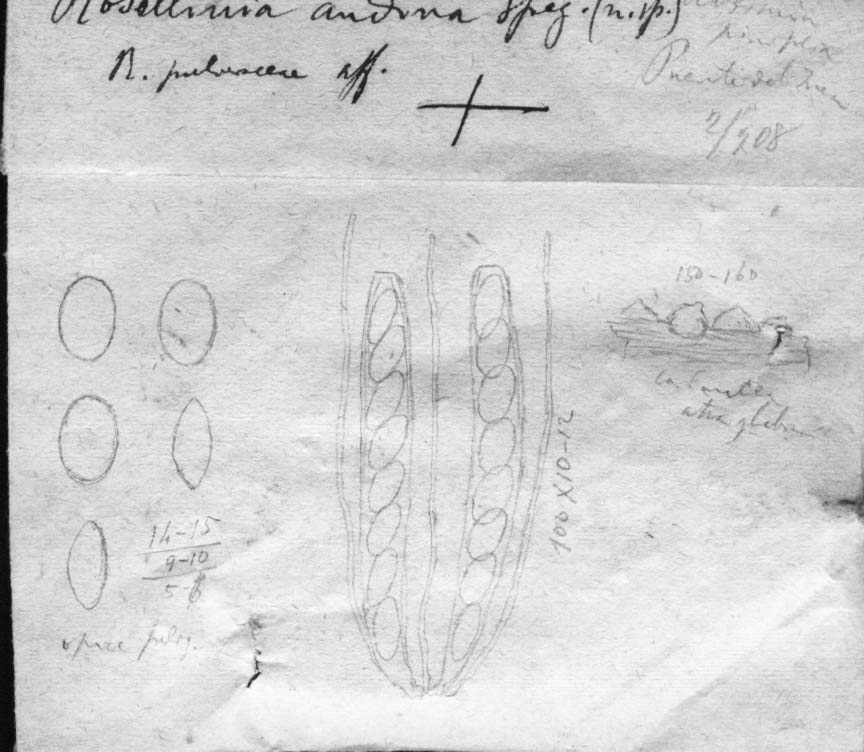 dibujo de Rosellinia andina Speg.