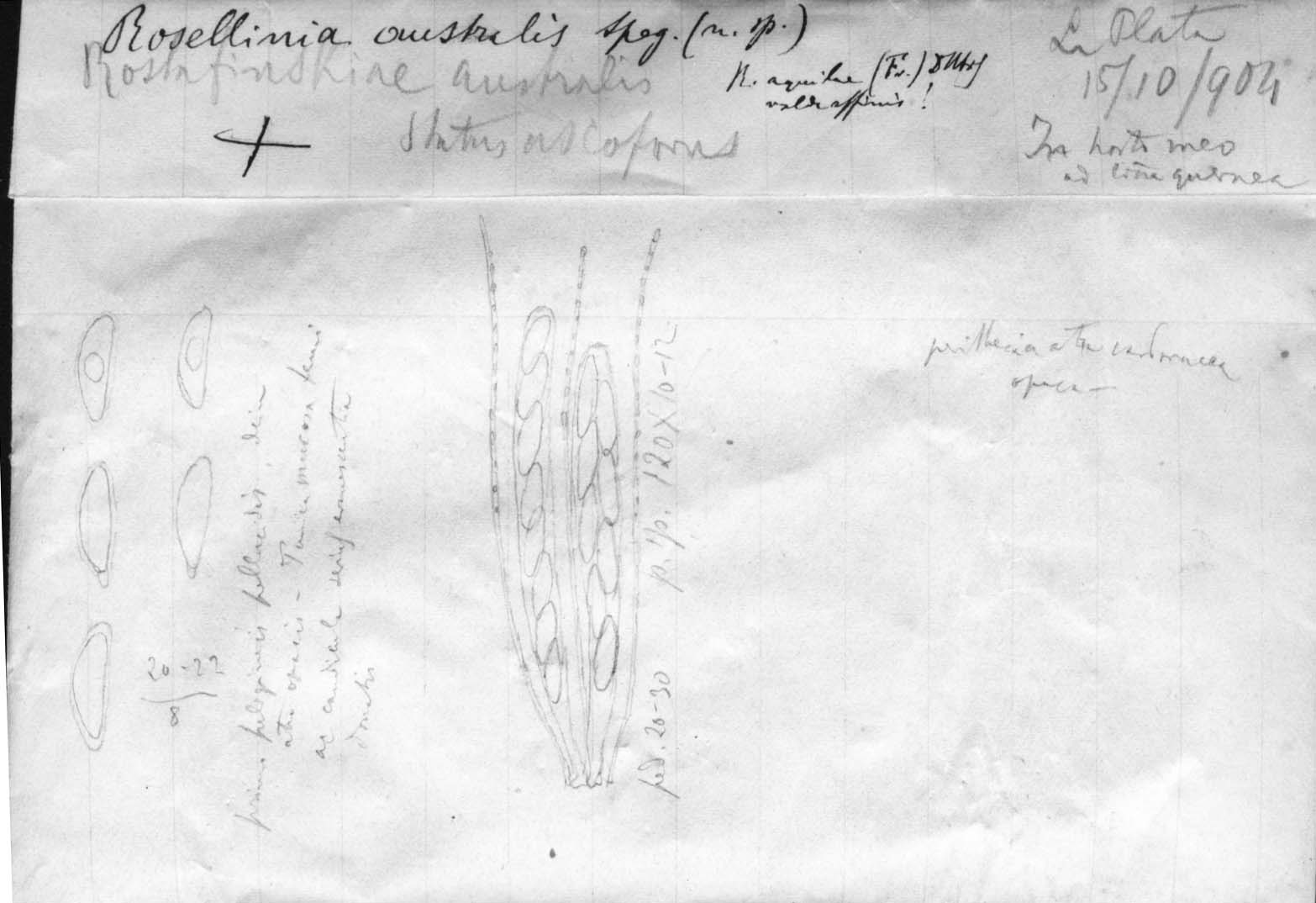 dibujo de Rosellinia australis Speg.