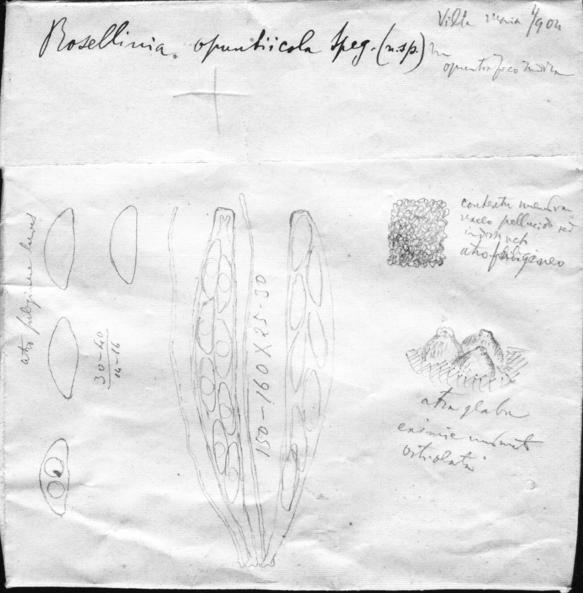 dibujo de Rosellinia opuntiicola Speg.