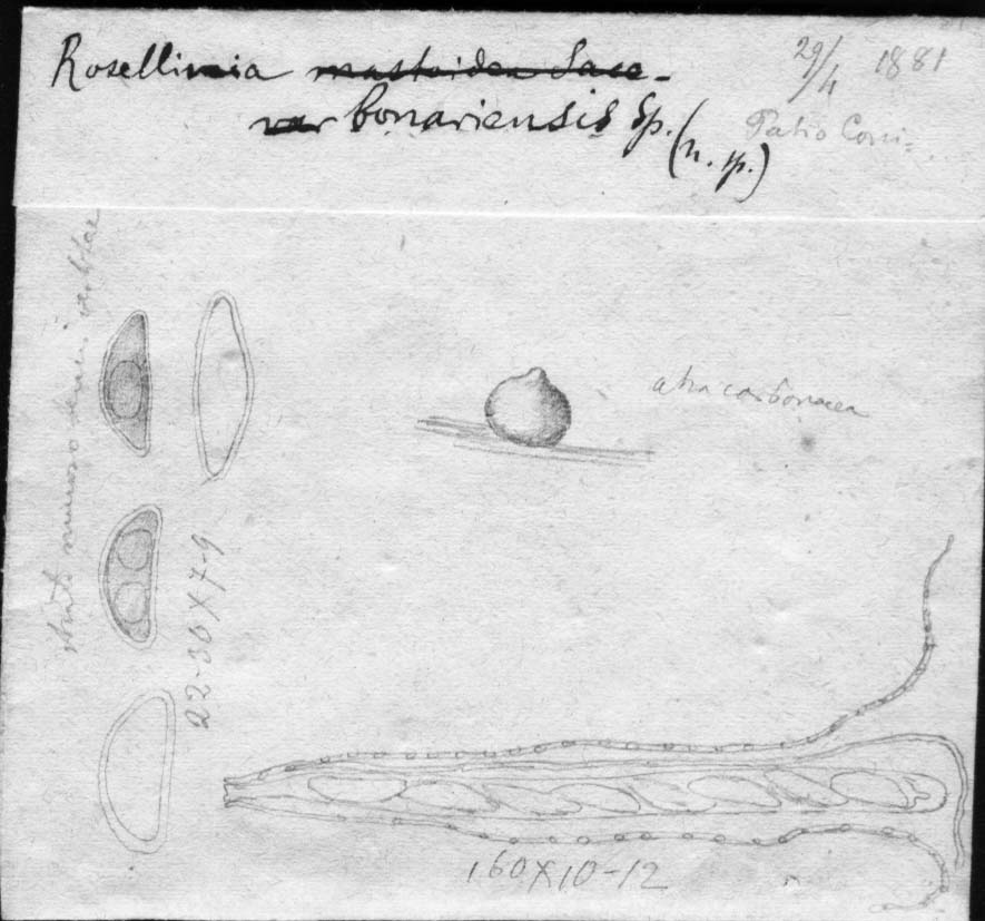 dibujo de Rosellinia bonaerensis Speg.
