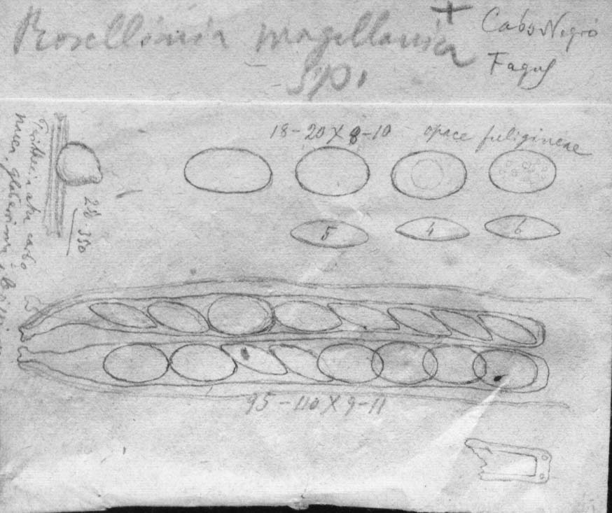 dibujo de Rosellinia magellanica Speg.