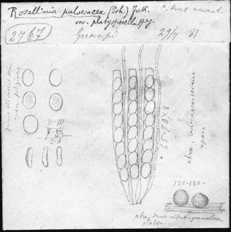 dibujo de Rosellinia pulveracea var. platysporella Speg.