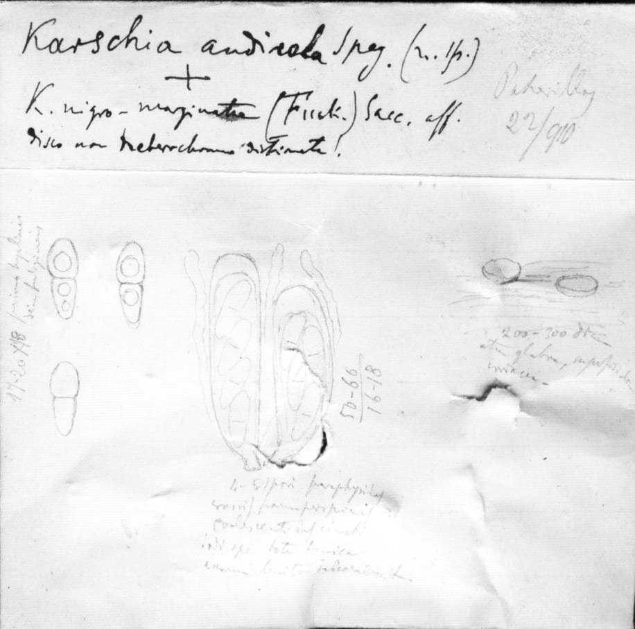 dibujo de Karschia andicola Speg.