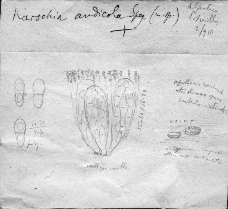 dibujo de Karschia andicola Speg.