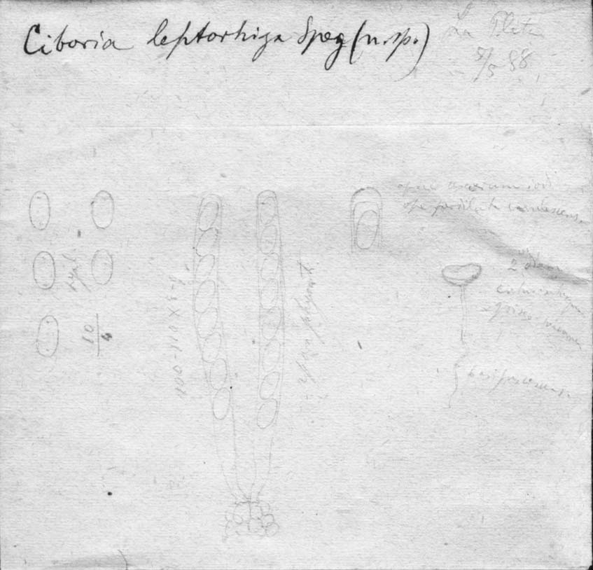dibujo de Ciboria leptorhiza Speg.