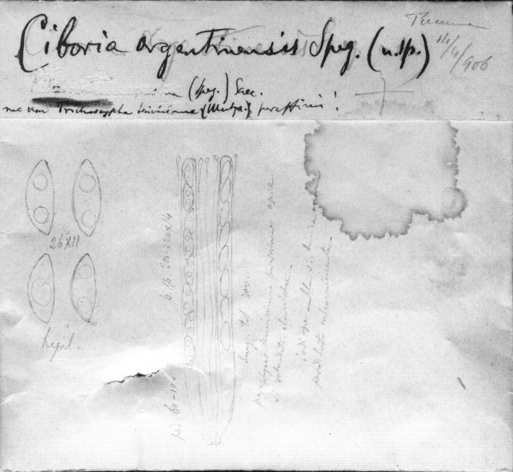 dibujo de Ciboria argentinensis Speg.
