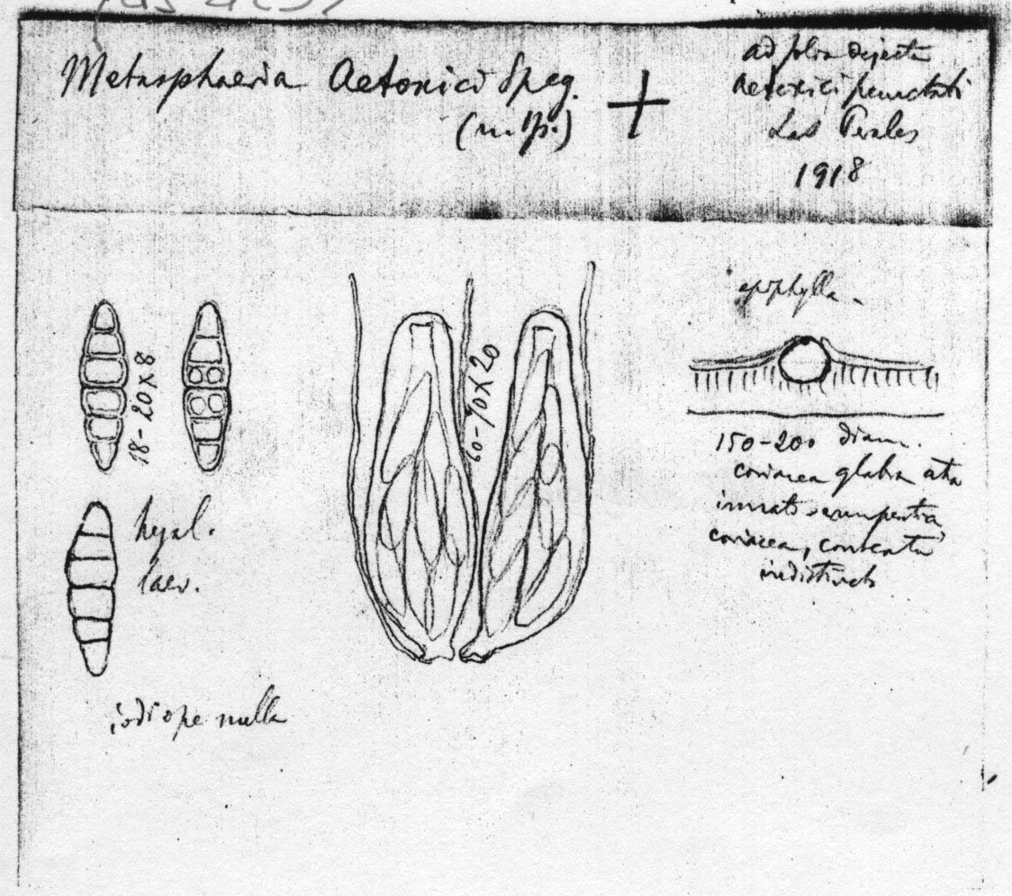 dibujo de Metasphaeria aetoxici Speg.