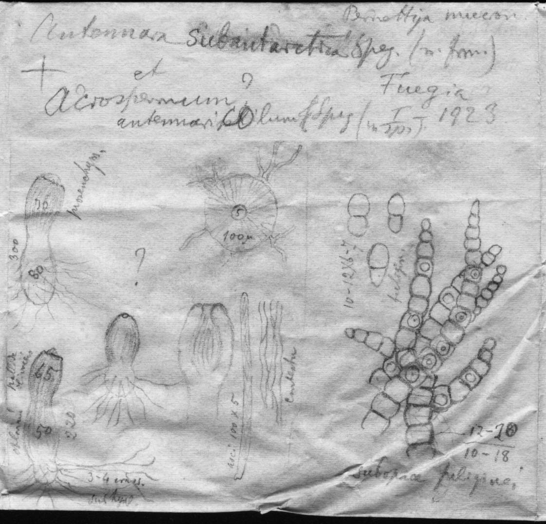 dibujo de Antennaria subantarctica Speg.