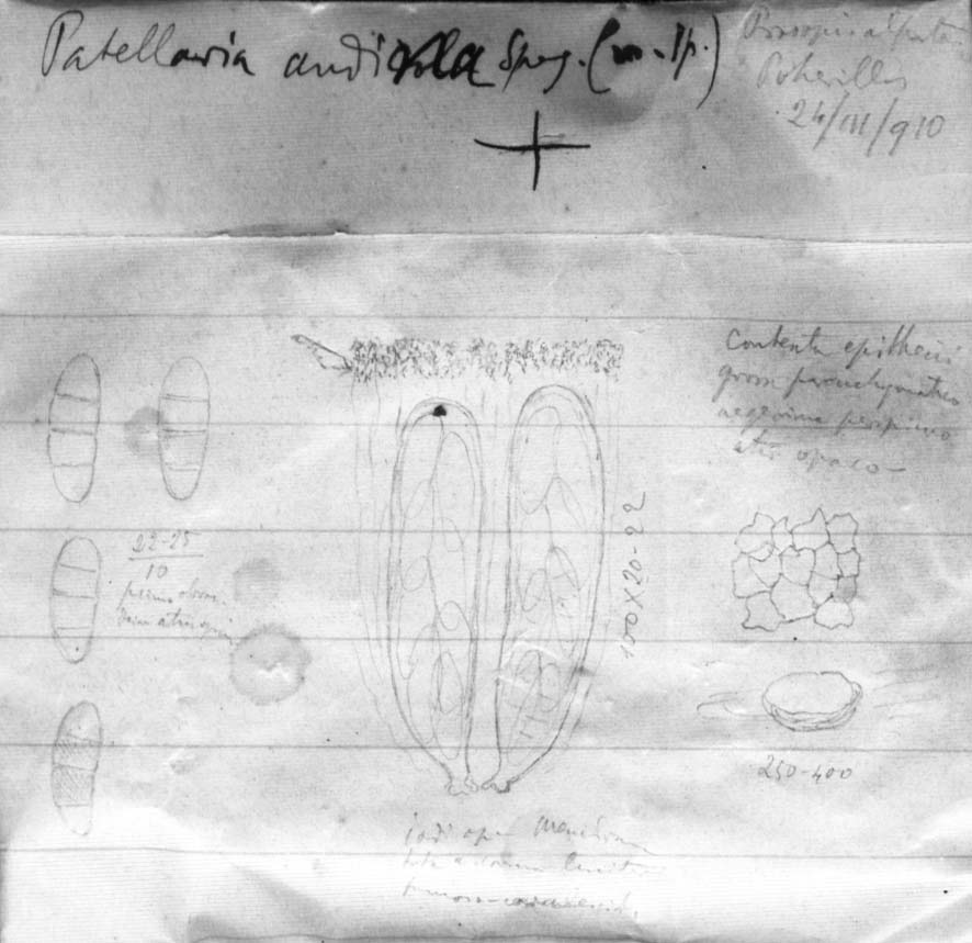 dibujo de Patellaria andina Speg.