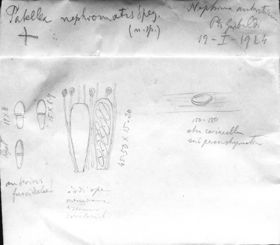 dibujo de Patellea nephromatis Speg.