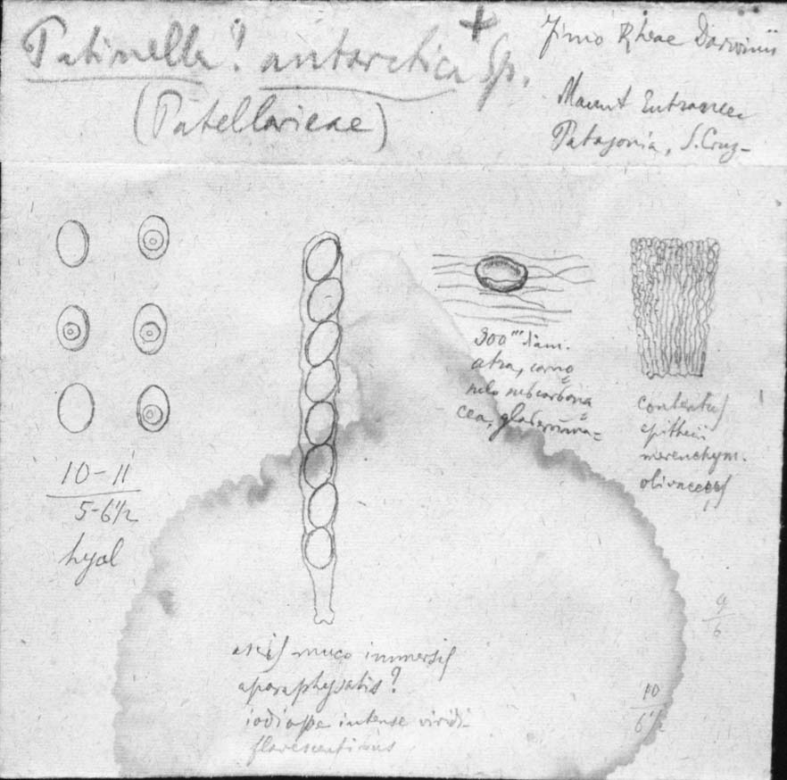 dibujo de Patinella antarctica Speg.