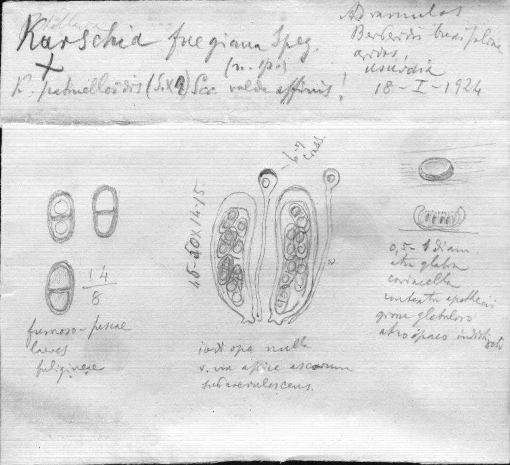 dibujo de Karschia fuegiana Speg.