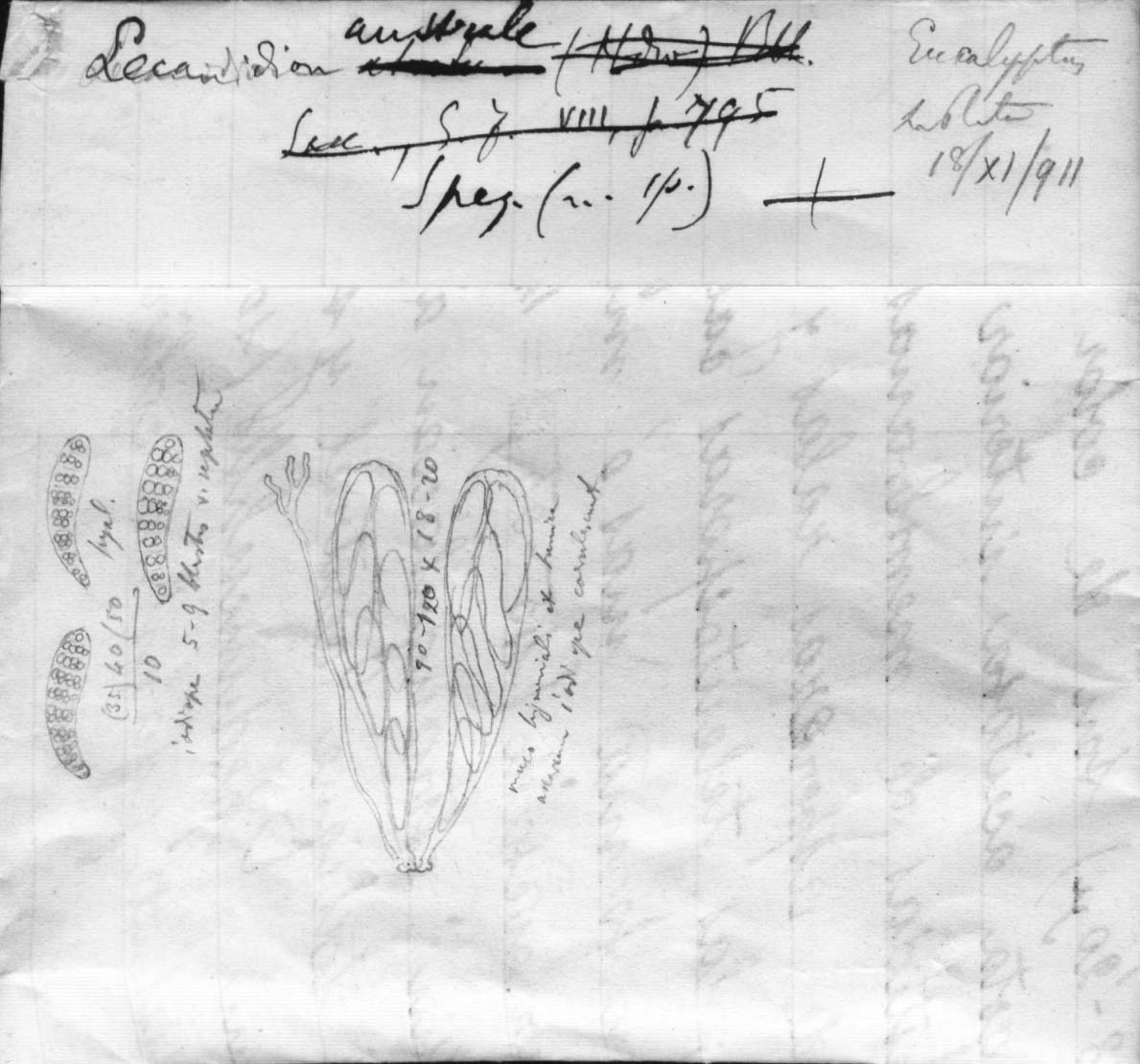 dibujo de Lecanidion australe Speg.