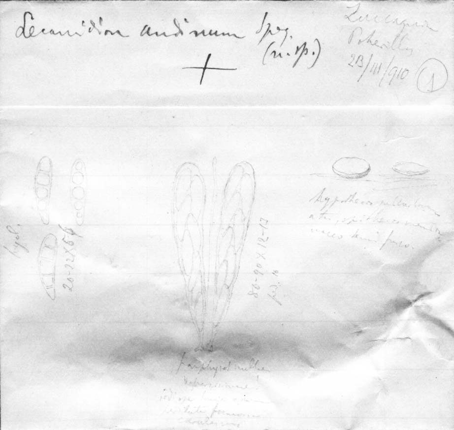 dibujo de Lecanidion andinum Speg.