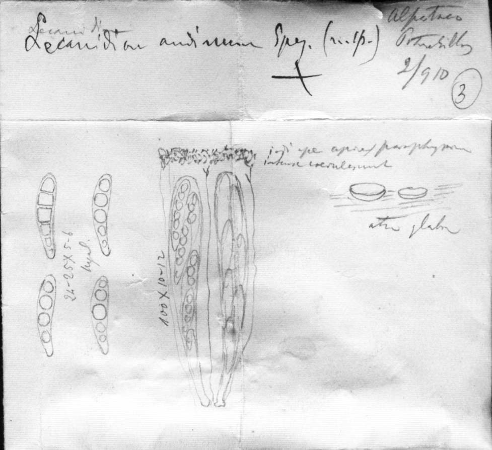 dibujo de Lecanidion andinum Speg.