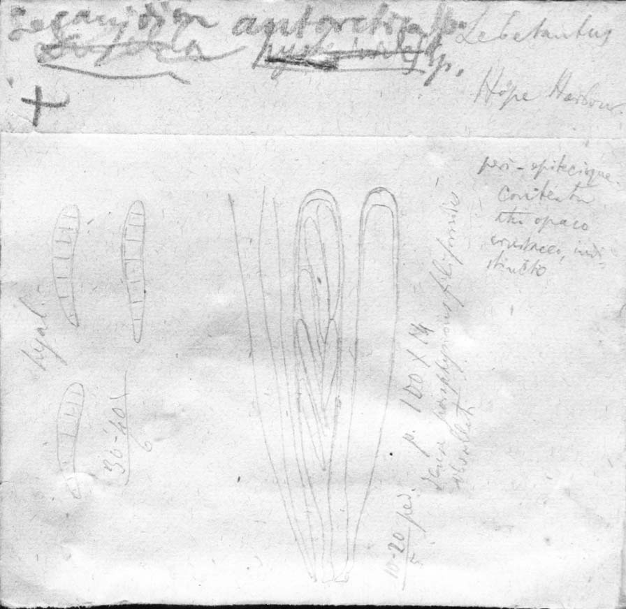 dibujo de Lecanidion antarcticum Speg.