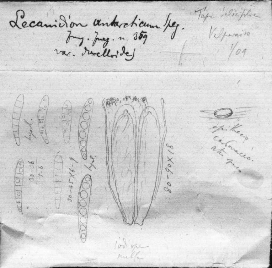 dibujo de Lecanidion antarcticum var. durelloides Speg.