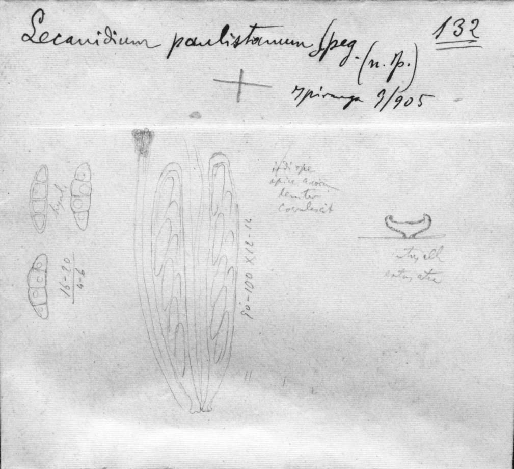 dibujo de Lecanidion paulistanum Speg.