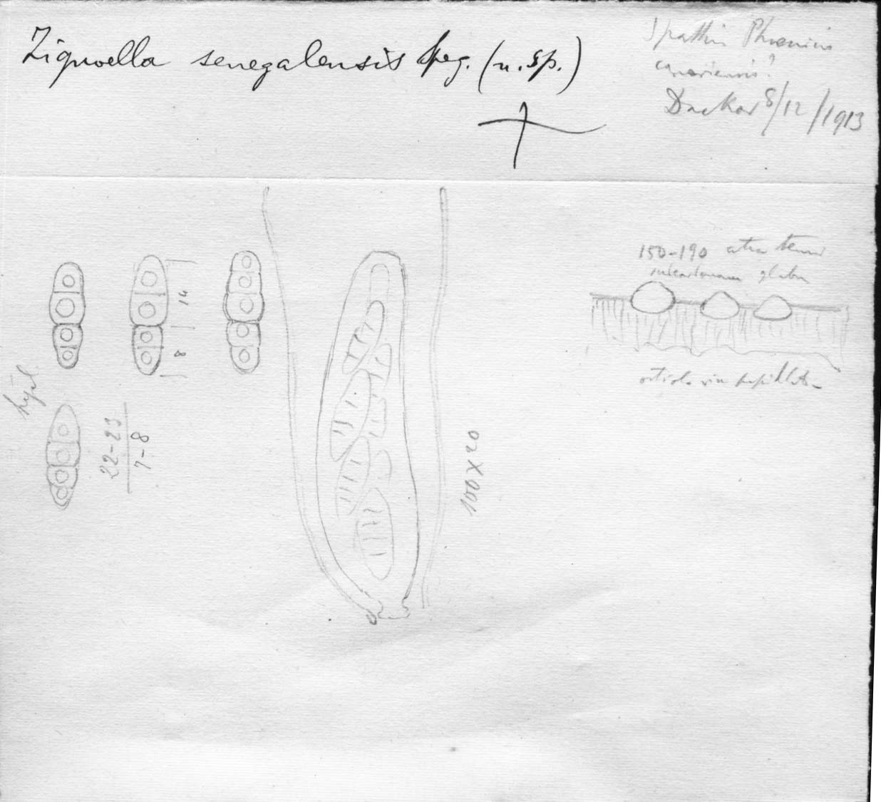 dibujo de Zignoëlla senegalensis Speg.