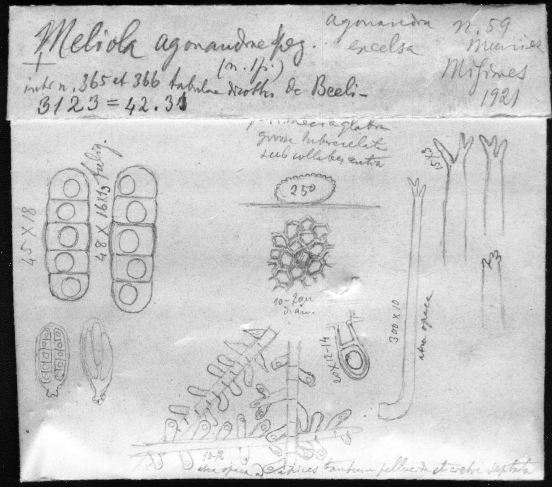 dibujo de Meliola agonandrae Speg.