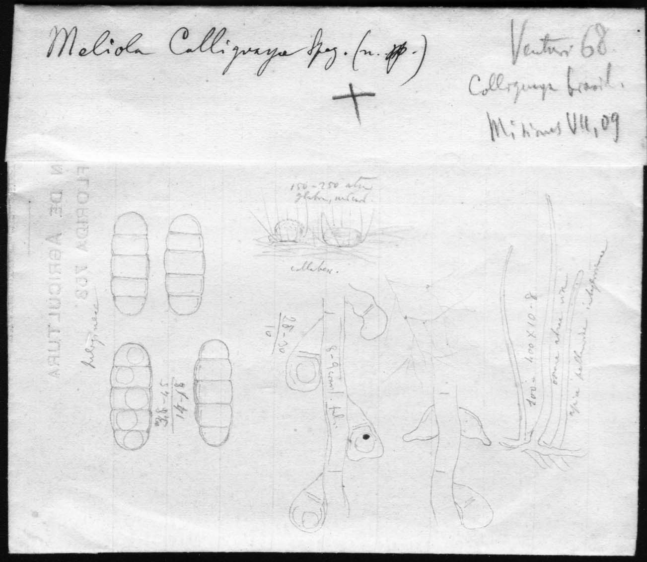 dibujo de Meliola colliguajae Speg.