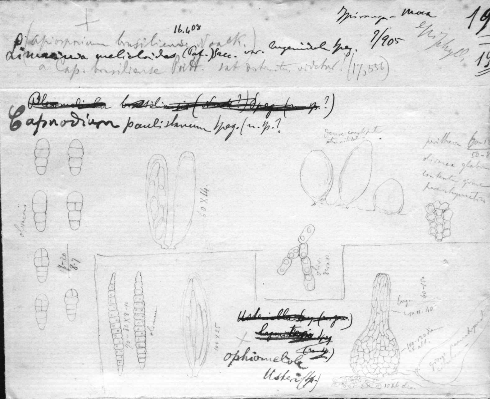 dibujo de Limacinia melioloides var. eugeniicola Speg.