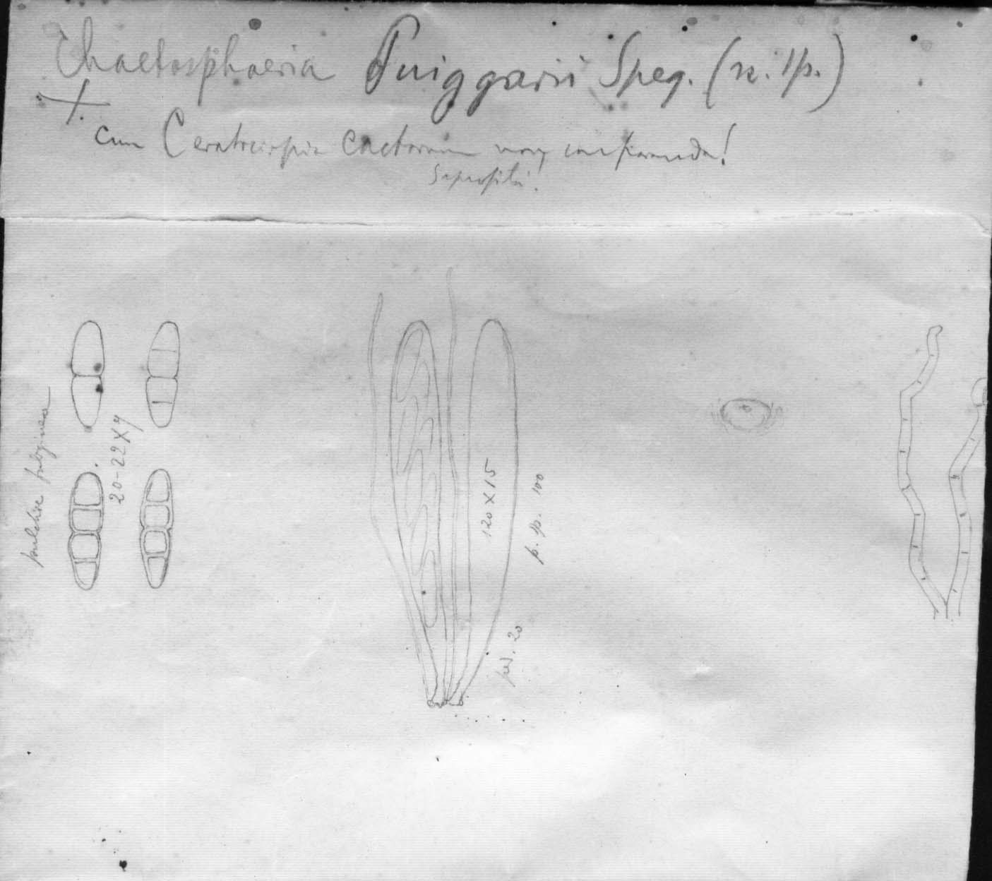 dibujo de Chaetosphaeria puiggarii Speg.