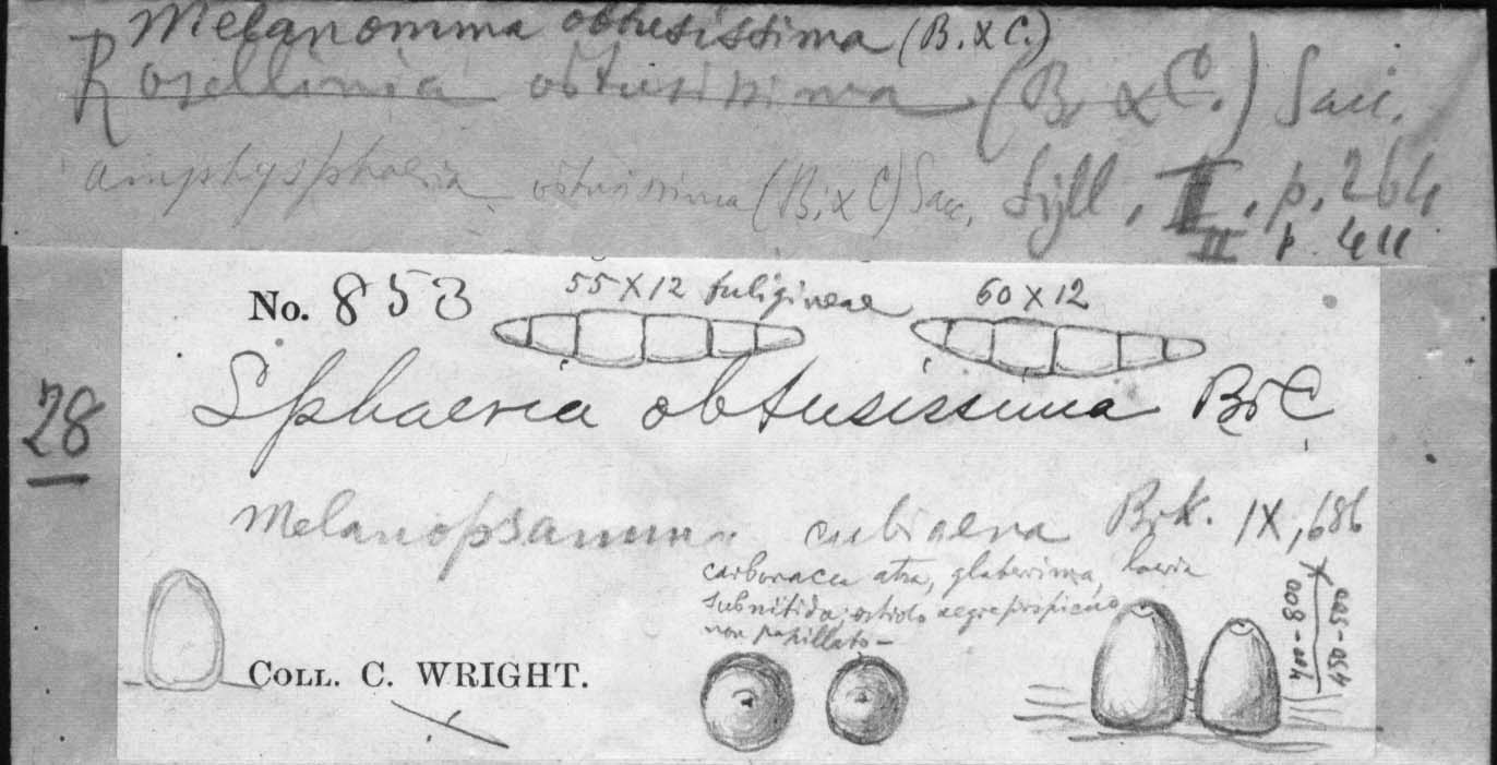 dibujo de Melanomma obtusissima (Berk. & M.A. Curtis) Speg.