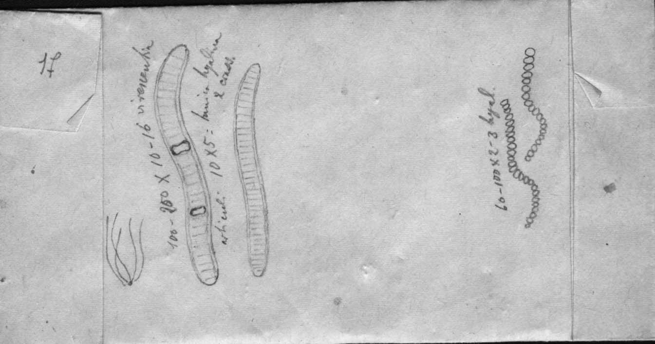 dibujo de Melanomma obtusissima (Berk. & M.A. Curtis) Speg.