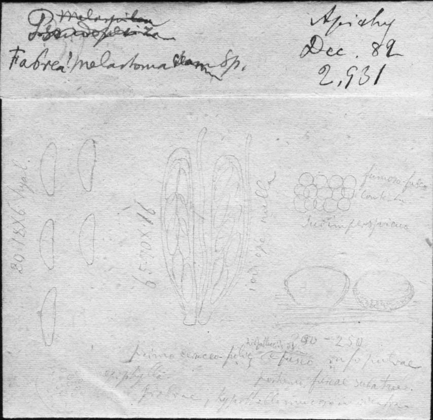 dibujo de Fabraea melastomacearum Speg.