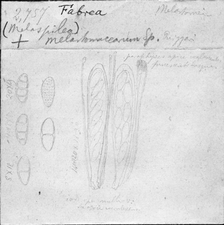 dibujo de Fabraea melastomacearum Speg.