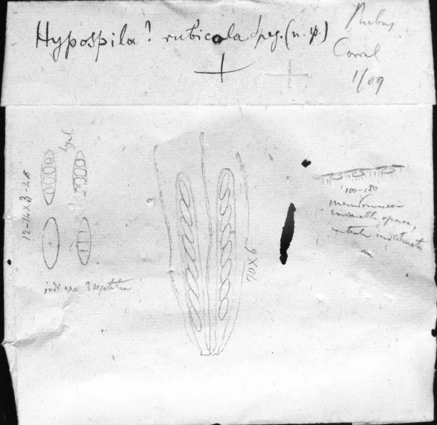 dibujo de Hypospila rubicola Speg.