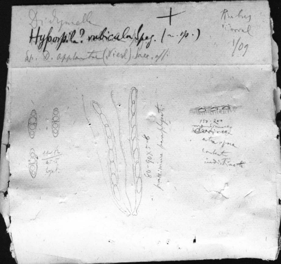 dibujo de Hypospila rubicola Speg.