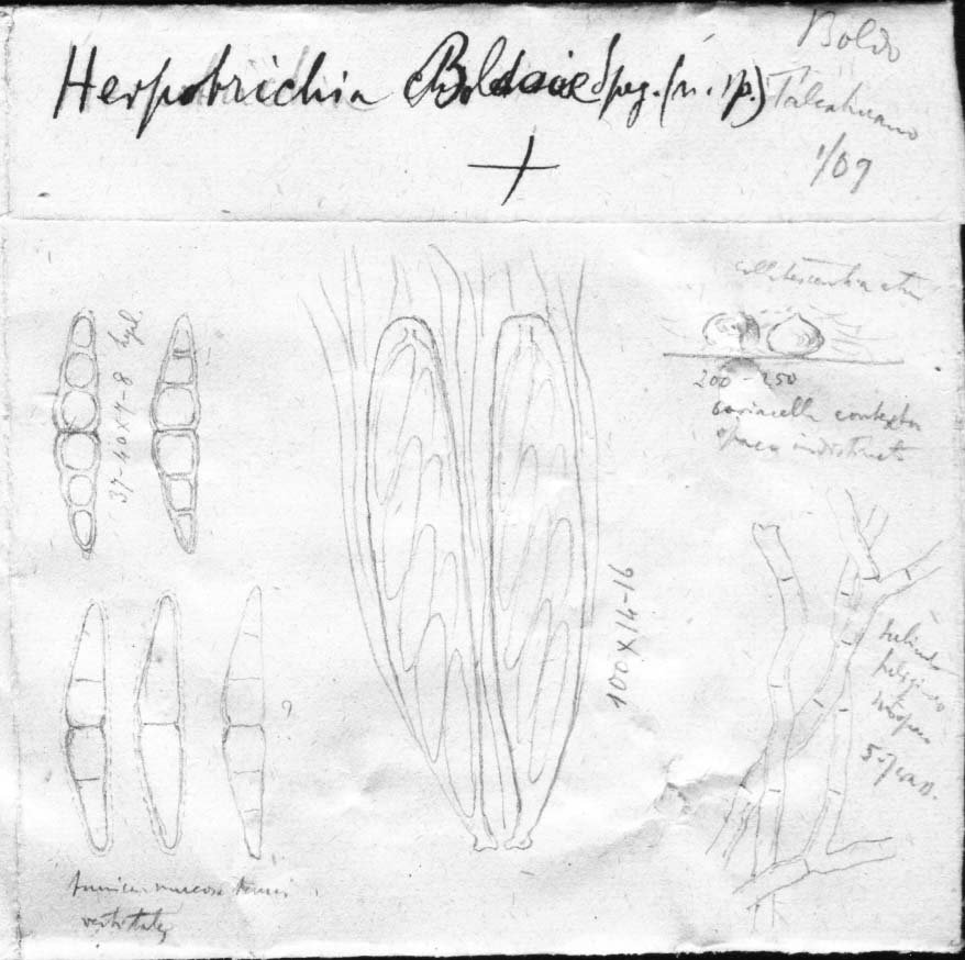 dibujo de Herpotrichia boldoae Speg.
