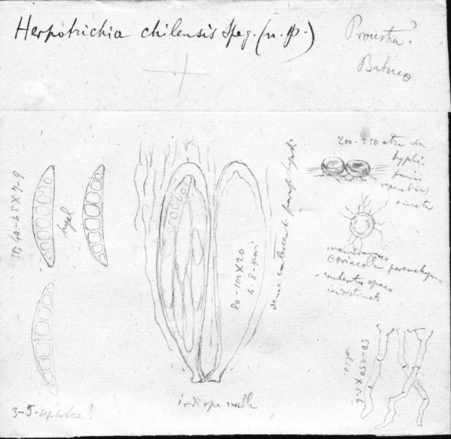 dibujo de Herpotrichia chilensis Speg.