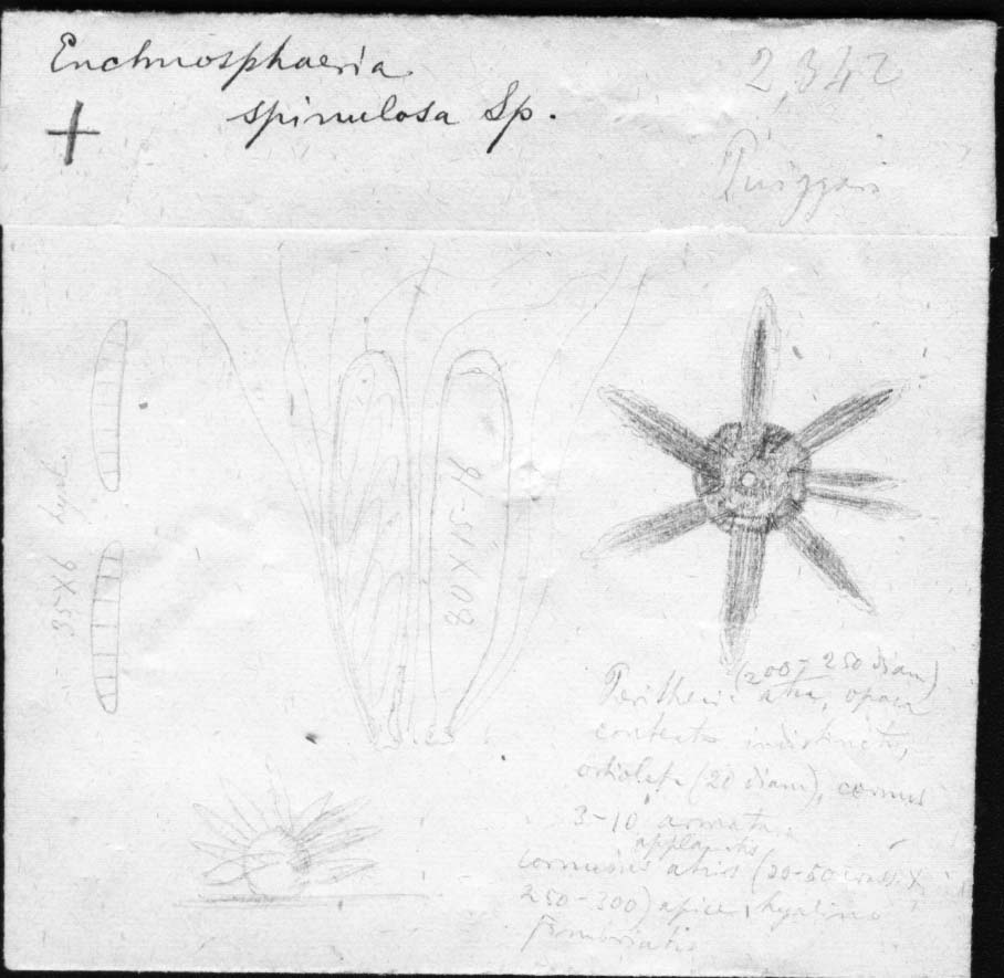 dibujo de Enchnosphaeria spinulosa Speg.
