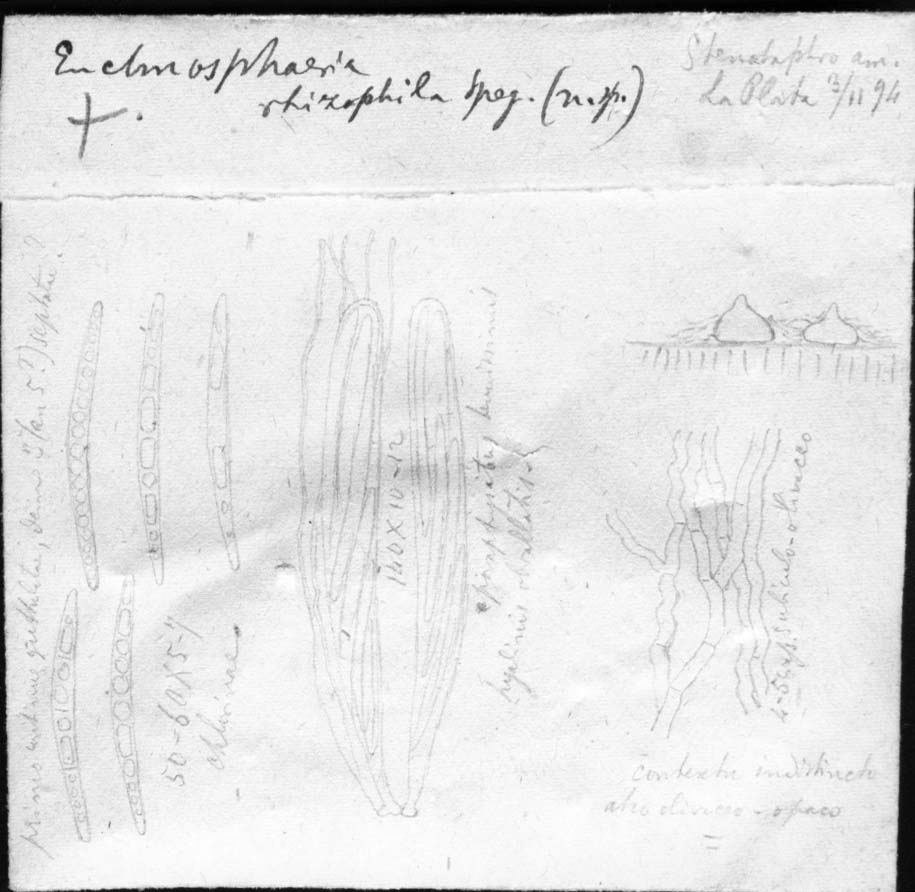 dibujo de Enchnosphaeria rhizophila Speg.