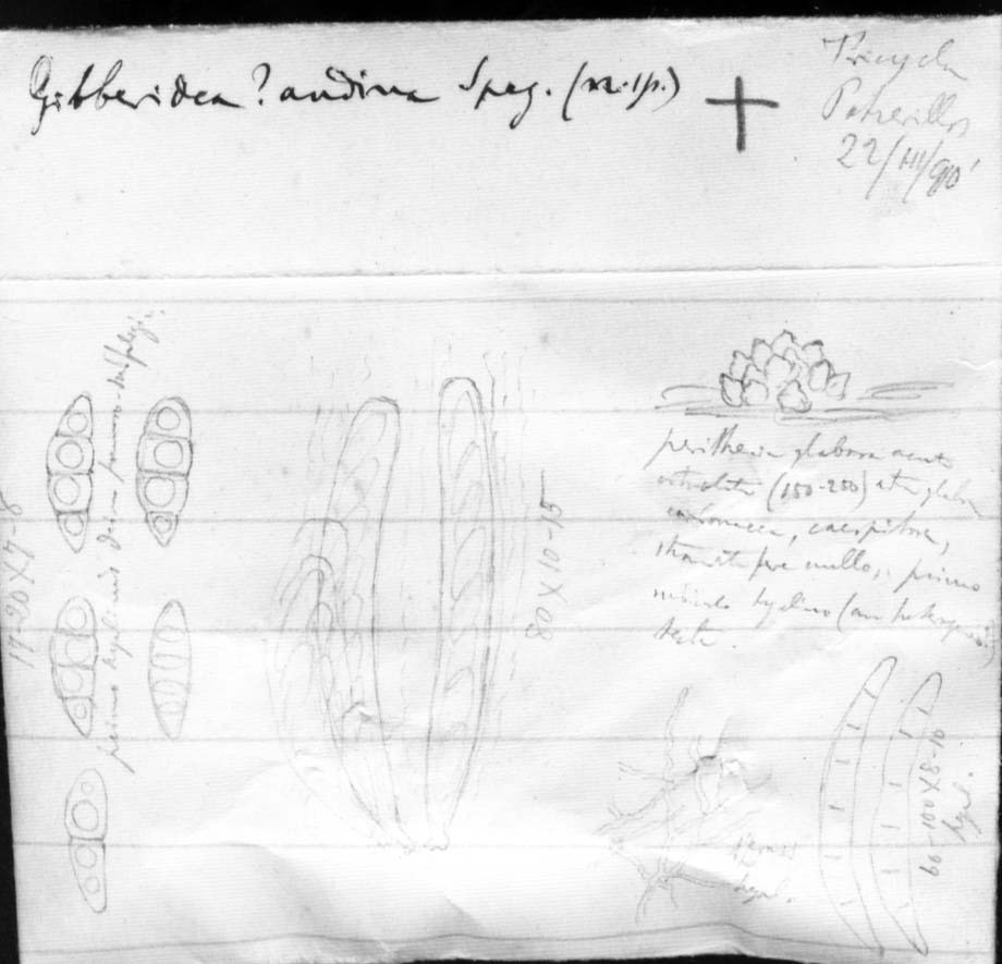 dibujo de Gibberidea andina Speg.