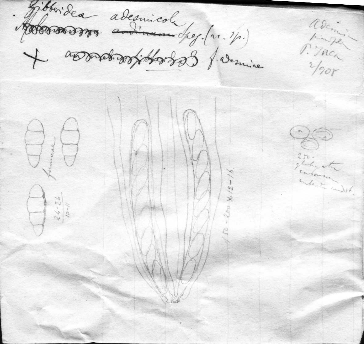 dibujo de Gibberidea adesmicola Speg.