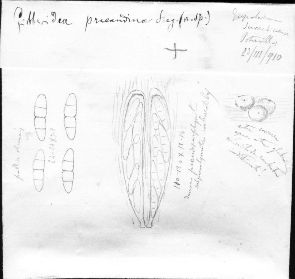 dibujo de Gibberidea praeandina Speg.