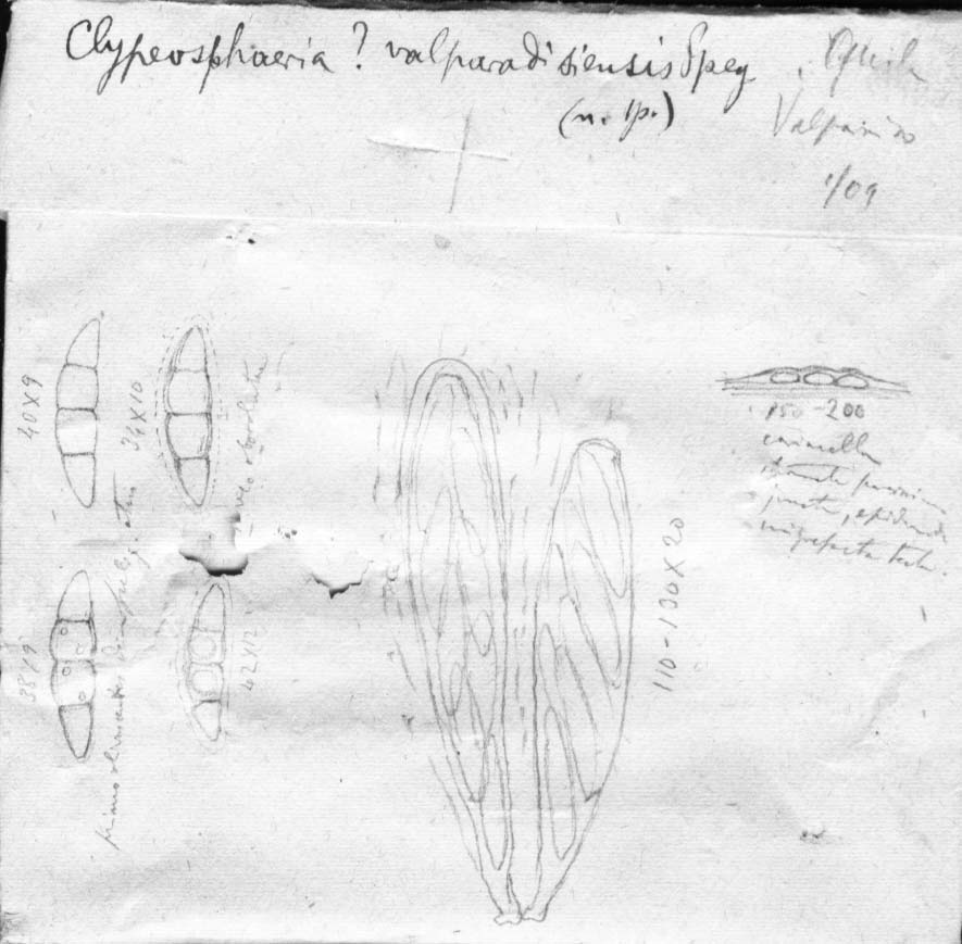 dibujo de Clypeosphaeria valparadisiensis Speg.
