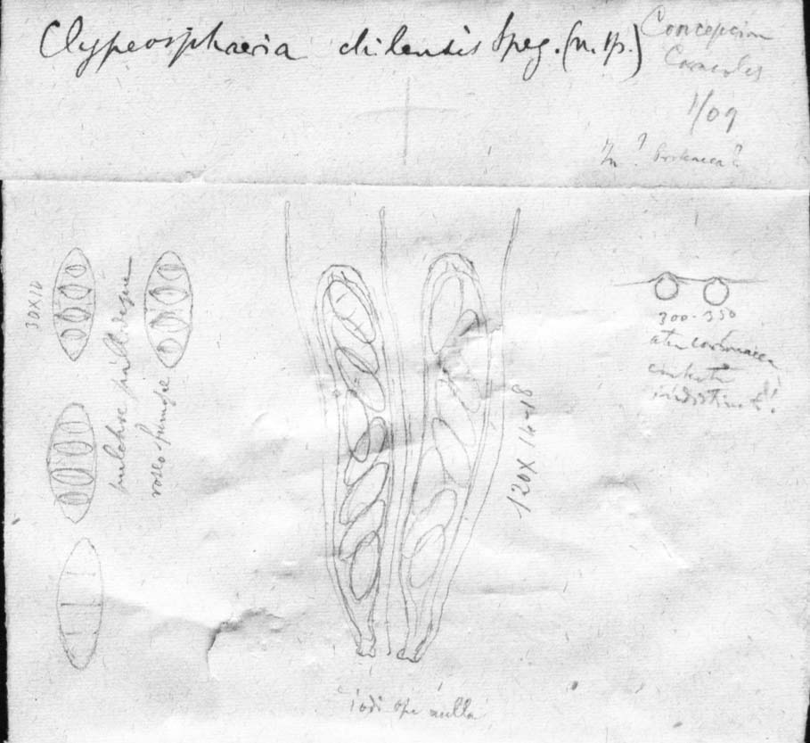 dibujo de Clypeosphaeria chilensis Speg.