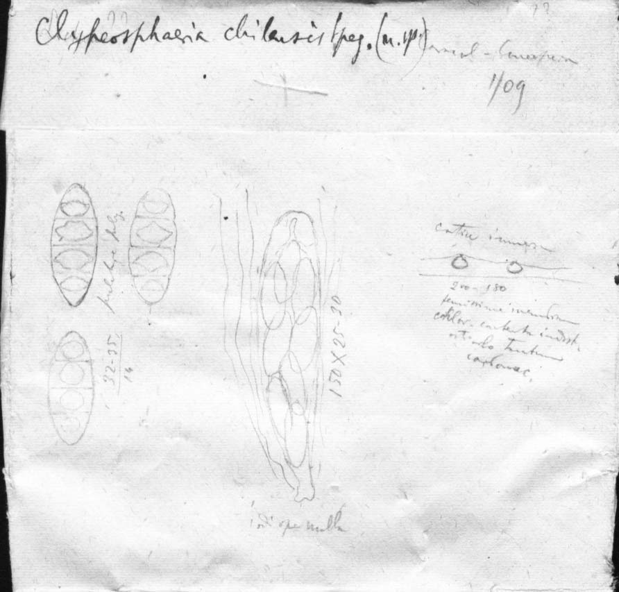 dibujo de Clypeosphaeria chilensis Speg.