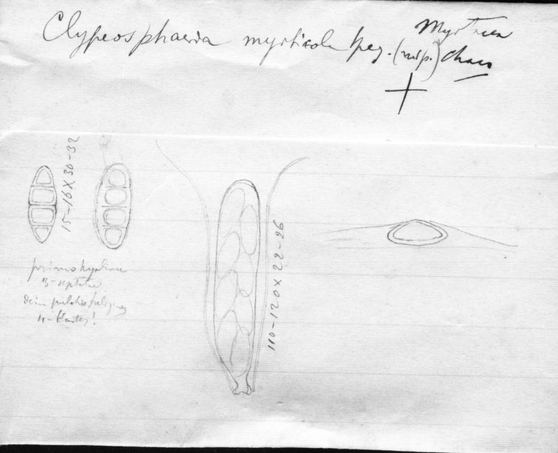 dibujo de Clypeosphaeria myrticola Speg.