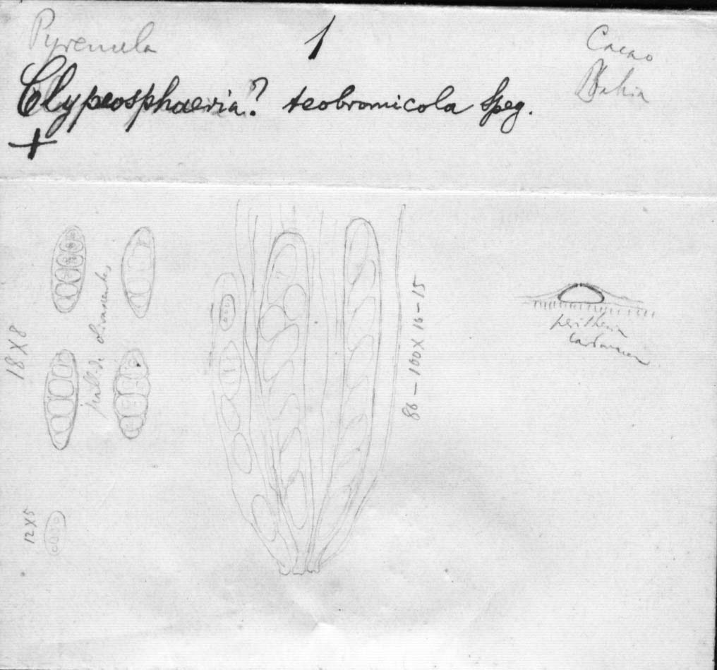 dibujo de Clypeosphaeria theobromicola Speg.